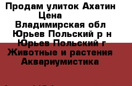 Продам улиток Ахатин › Цена ­ 150 - Владимирская обл., Юрьев-Польский р-н, Юрьев-Польский г. Животные и растения » Аквариумистика   